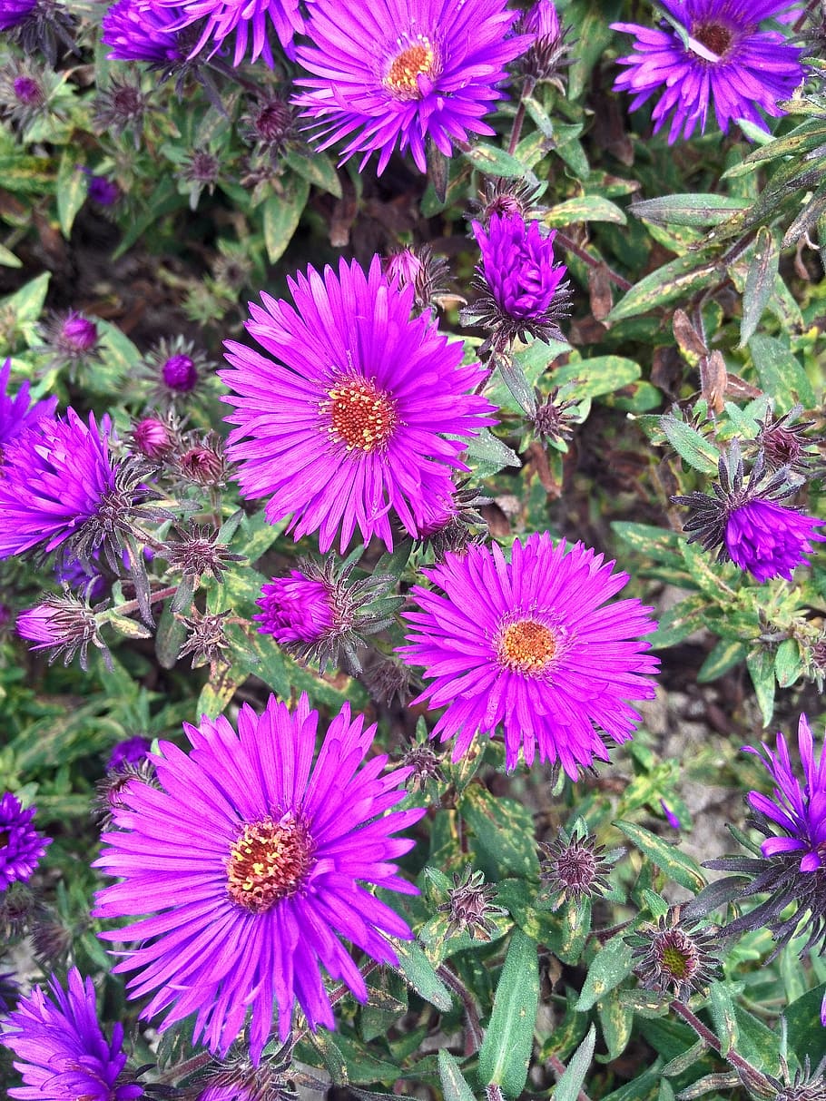 aster, flower, purple, garden, flowering plant, fragility, vulnerability HD wallpaper