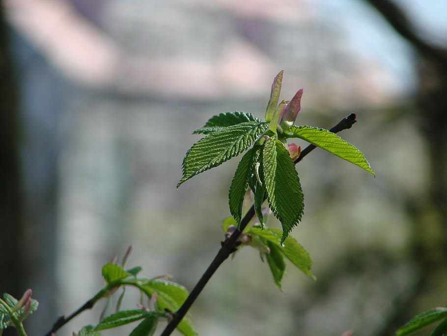 plant, nature, macro, plant part, leaf, focus on foreground HD wallpaper