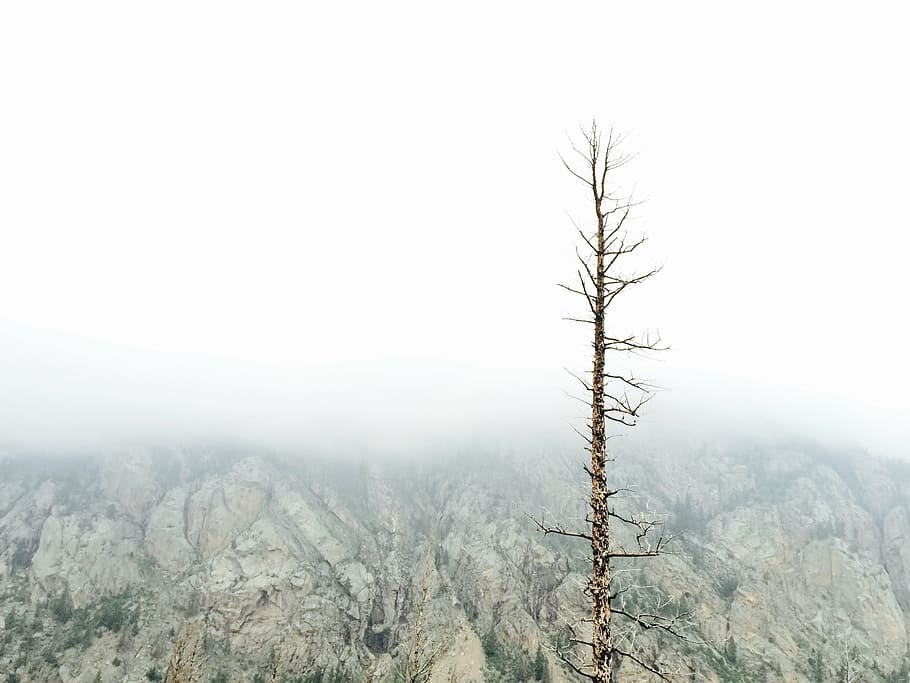 brown bare tree under cloudy sky, foggy, nature, landscape HD wallpaper