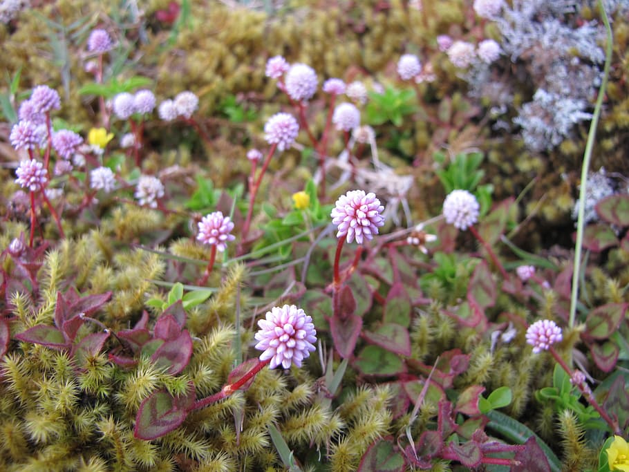 plant, nature, flower, close up, flowering plant, beauty in nature HD wallpaper