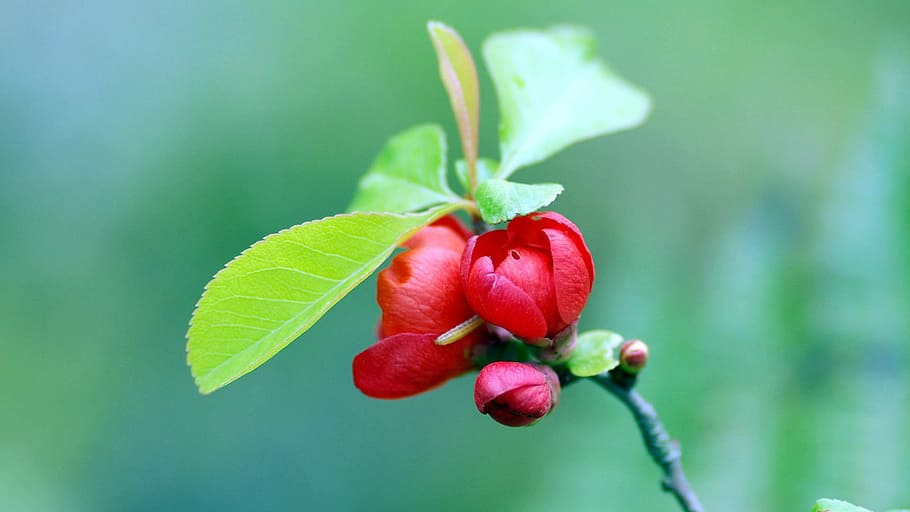 berry, plant, nature, crop, snow berry, branch, foliage, autumn HD wallpaper