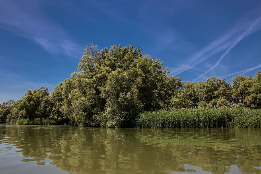 danube, slovakia, nature, river, bratislava, trees, plant, sky HD wallpaper