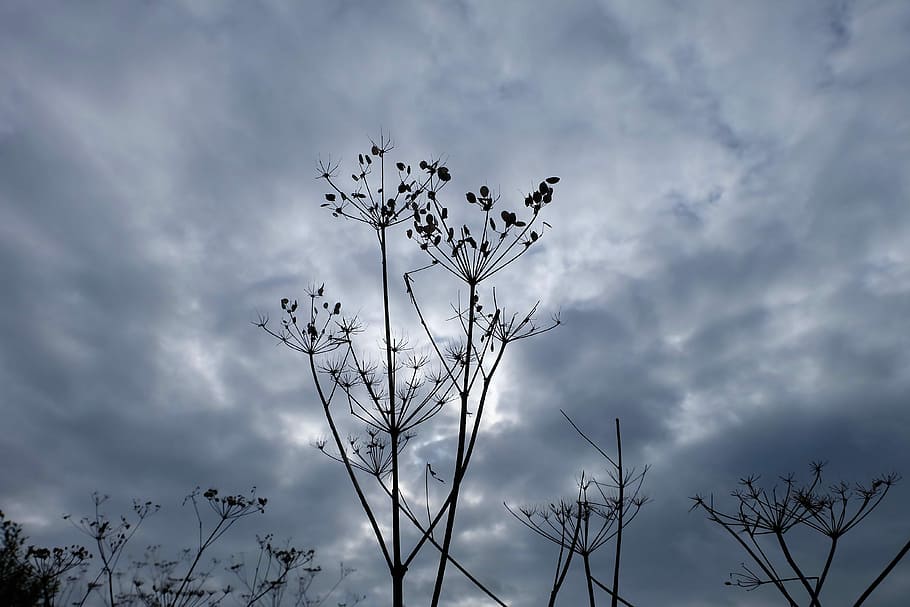silhouette photo of plant under white clouds, stormy sky, autumn HD wallpaper