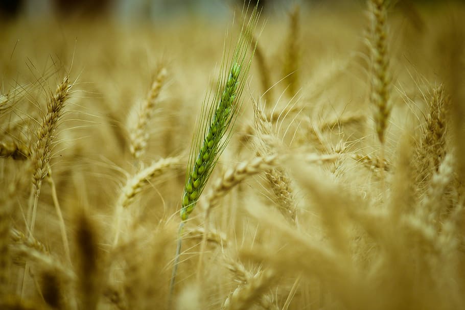 selective focus photography of green wheat in wheat field at daytime, HD wallpaper