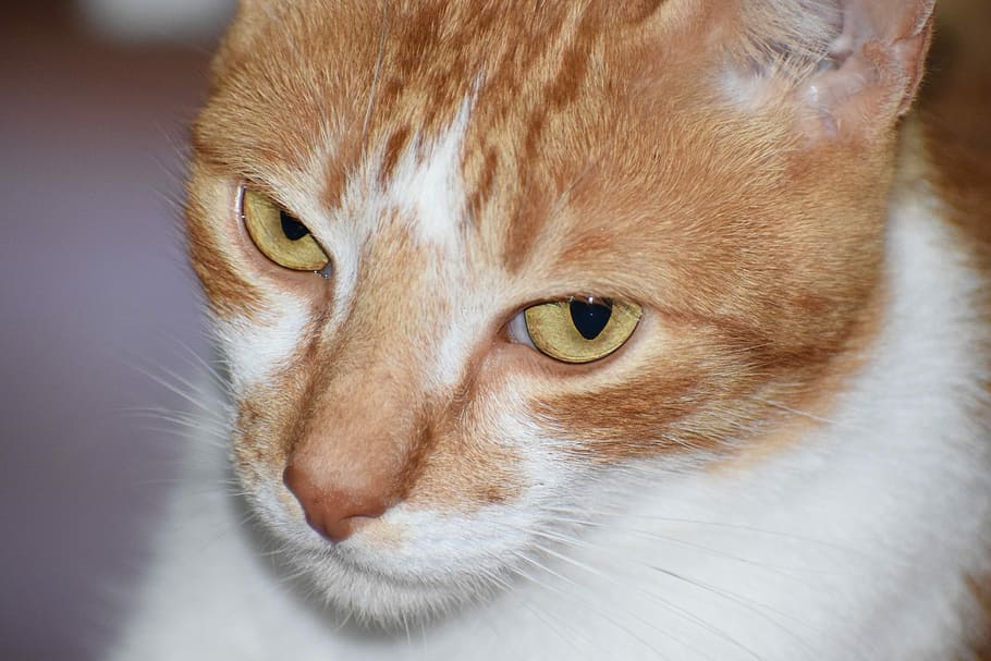 Pet, Cat, Feline, domestic cat, portrait, pets, looking at camera HD wallpaper