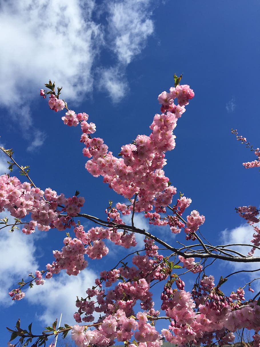 pink, our characters, the sky, flower, flowering plant, low angle view HD wallpaper