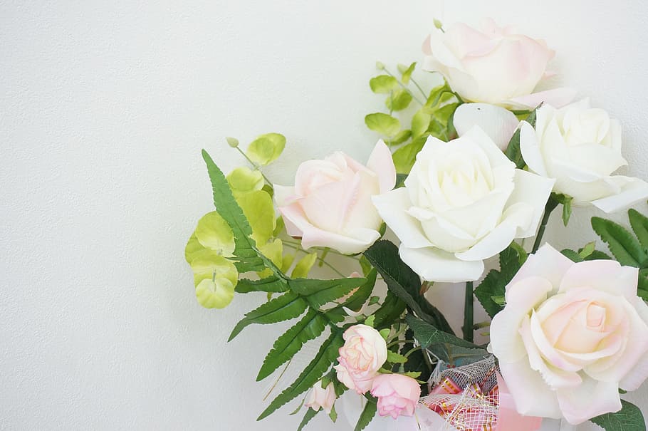 rose, rosaceae, pink, white, flower, flowering plant, beauty in nature HD wallpaper