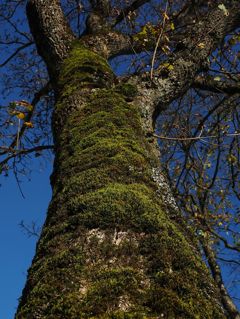 moss, tree, fouling, log, bark, nature, branch, forest, leaf HD wallpaper