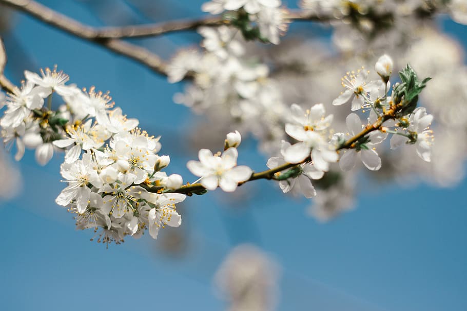 white flowering branch, shallow focus photography of white orchids HD wallpaper