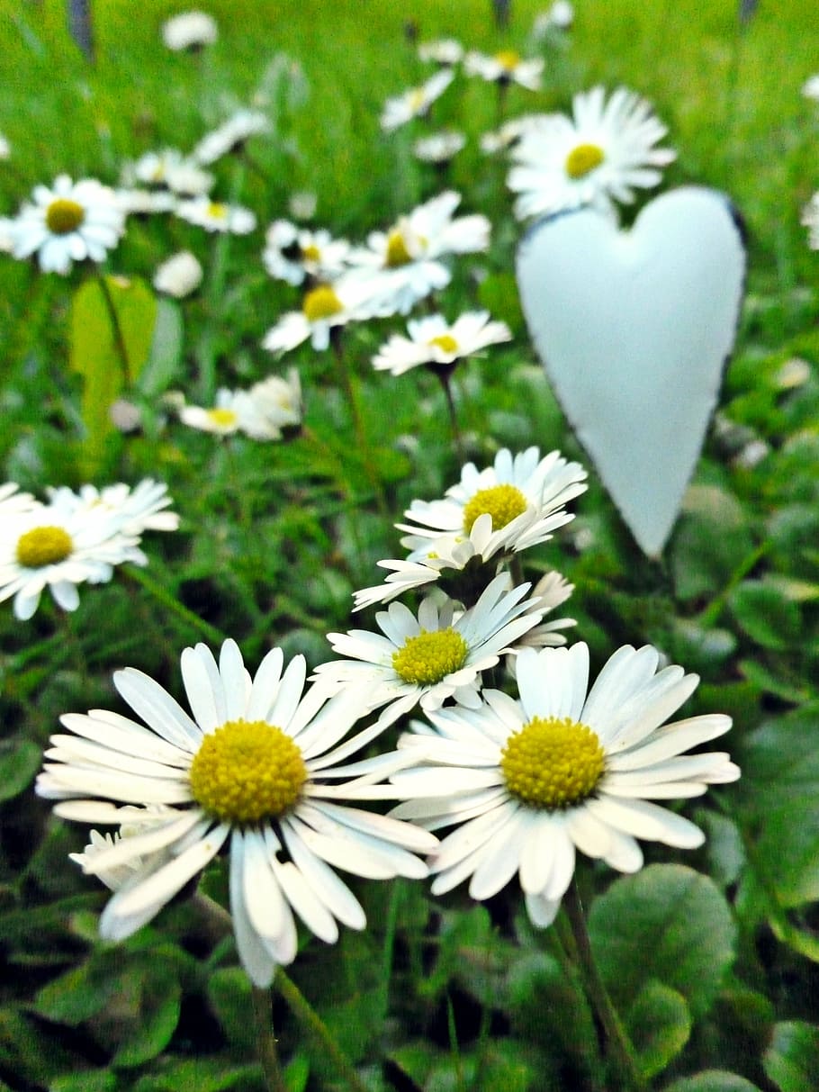 daisy, tausendschön, bellis philosophy, composites, heart HD wallpaper