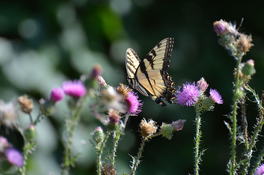 Butterfly, Nature, Insect, Flower, garden, field, plant, purple HD wallpaper