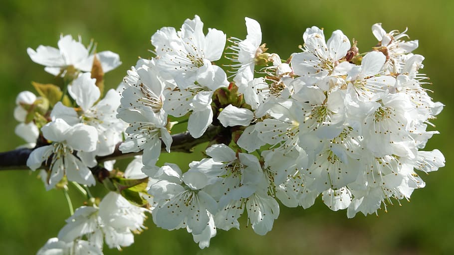 flower, cherry, nature, season, flowering plant, beauty in nature HD wallpaper