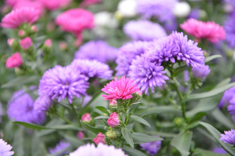 flowers, plants, aster, plants flowering, nature, summer flowers HD wallpaper
