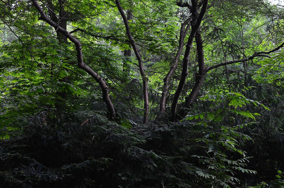 forest, bush, bushes, tree, plant, growth, land, tranquility HD wallpaper