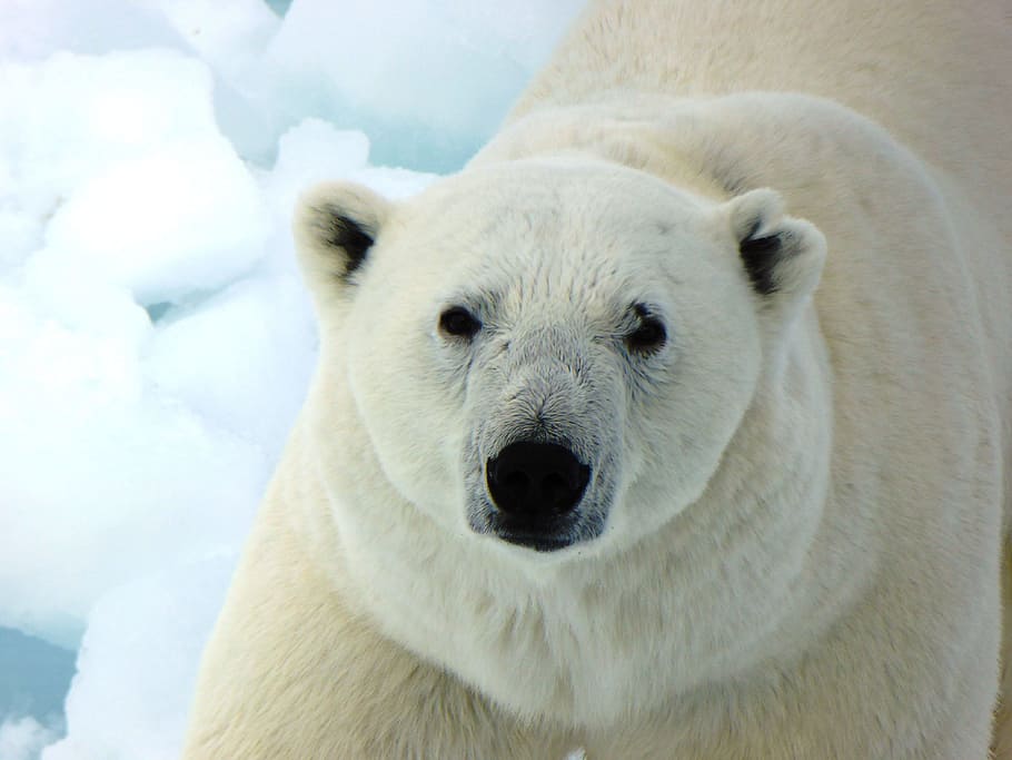 adult polar bear on iceberg, Arctic, Nature, Snow, Wild, winter HD wallpaper