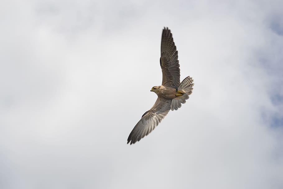 falk, bird of prey, attack, animals in the wild, flying, animal themes HD wallpaper