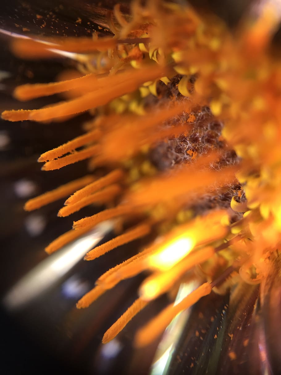 flower, nature, smell, spring, garden, macro, orange, close-up HD wallpaper