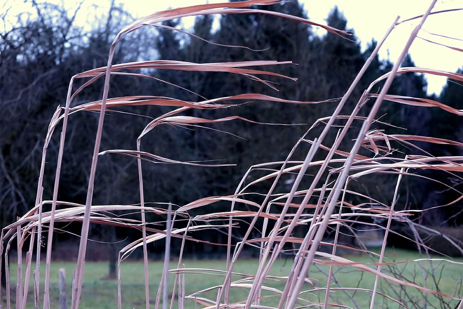 reed, wind, nature, mood, plant, landscape, background, brown HD wallpaper