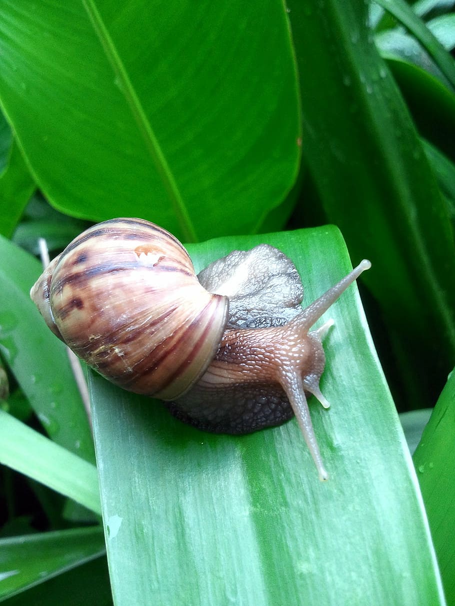 snail, rain, singapore, leaf, water, big, mollusk, animal wildlife HD wallpaper