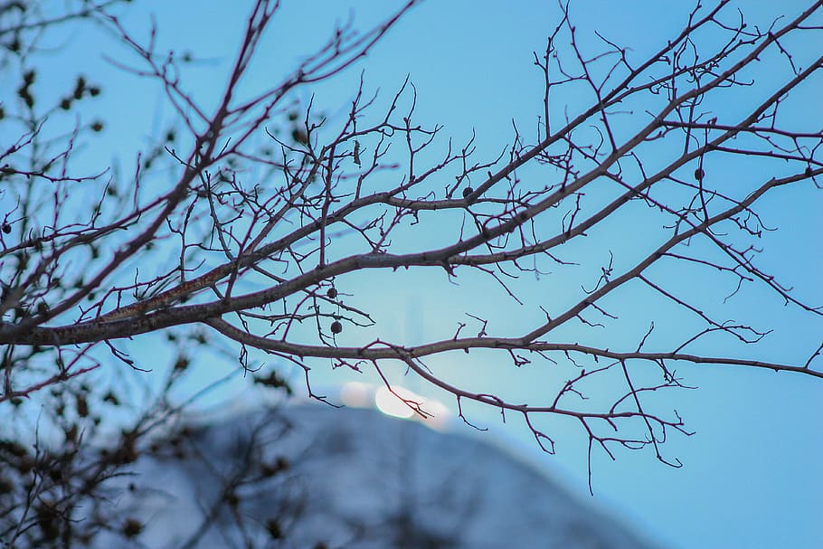 winter, tree, mountain, snow, nature, cold, landscape, sky HD wallpaper