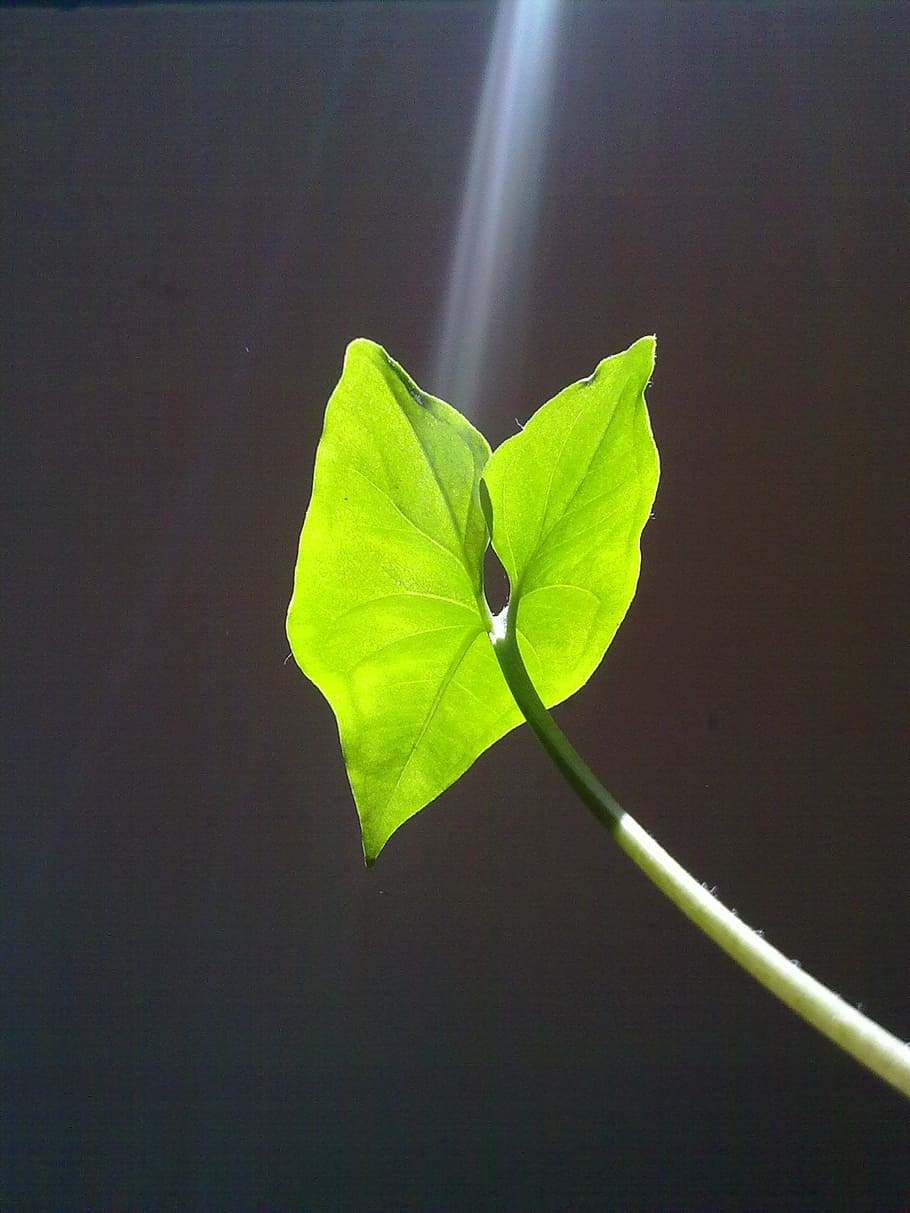 close-up photo of green taro plant at daytime, leaf, light HD wallpaper