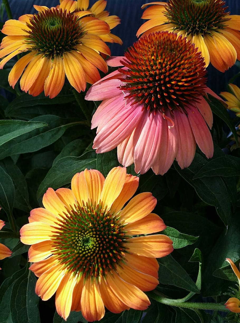 echinacea, coneflower, orange, pink, purple, summer, flowering plant HD wallpaper