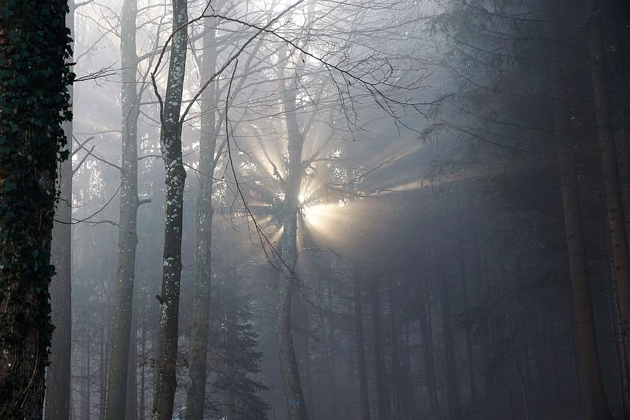 Forest, Fog, Sun, Nature, Trees, Winter, autumn, mood, uetliberg HD wallpaper