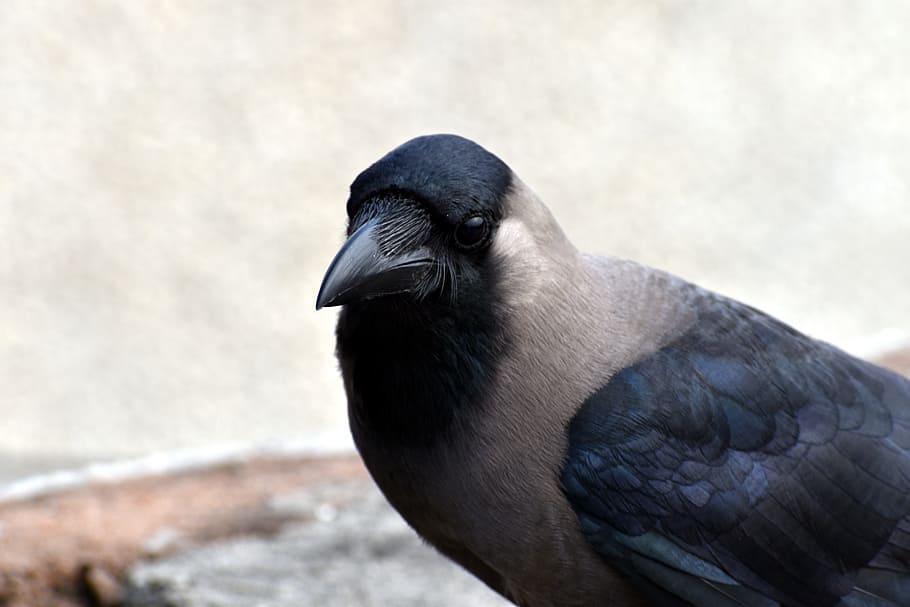 house crow, grey necked, corvus, bird, one animal, animal wildlife HD wallpaper