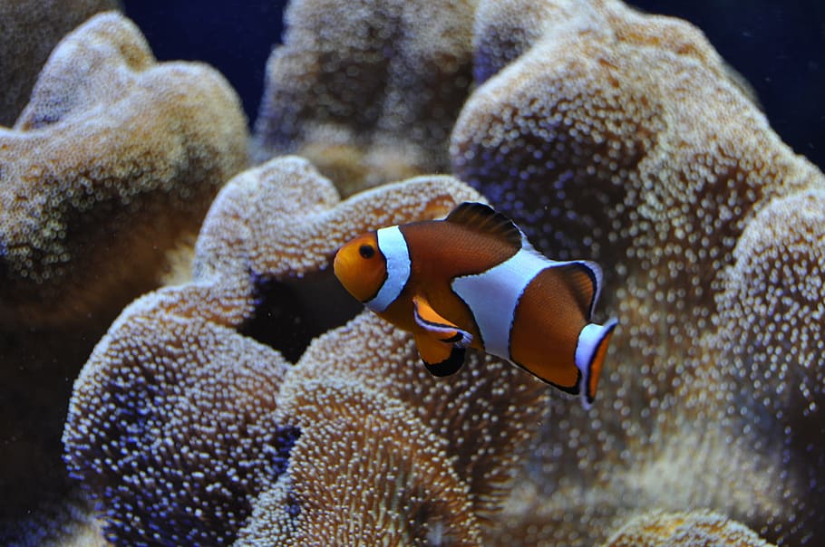 clown fish, nemo, underwater world, reef, anemones, animal themes HD wallpaper