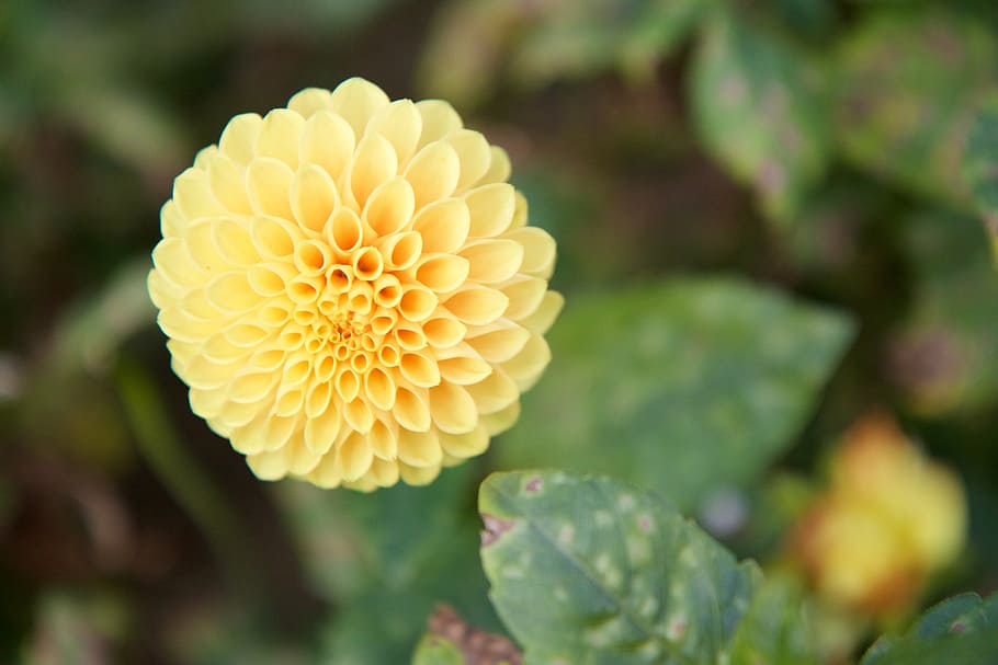 nature, plant, flower, yellow, dahlia, summer, petal, close-up HD wallpaper