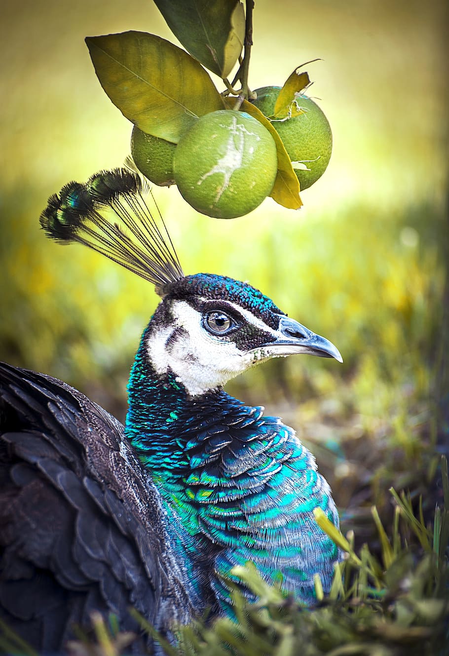 peacock, bird, animal, nature, feather, color, colorful, green HD wallpaper
