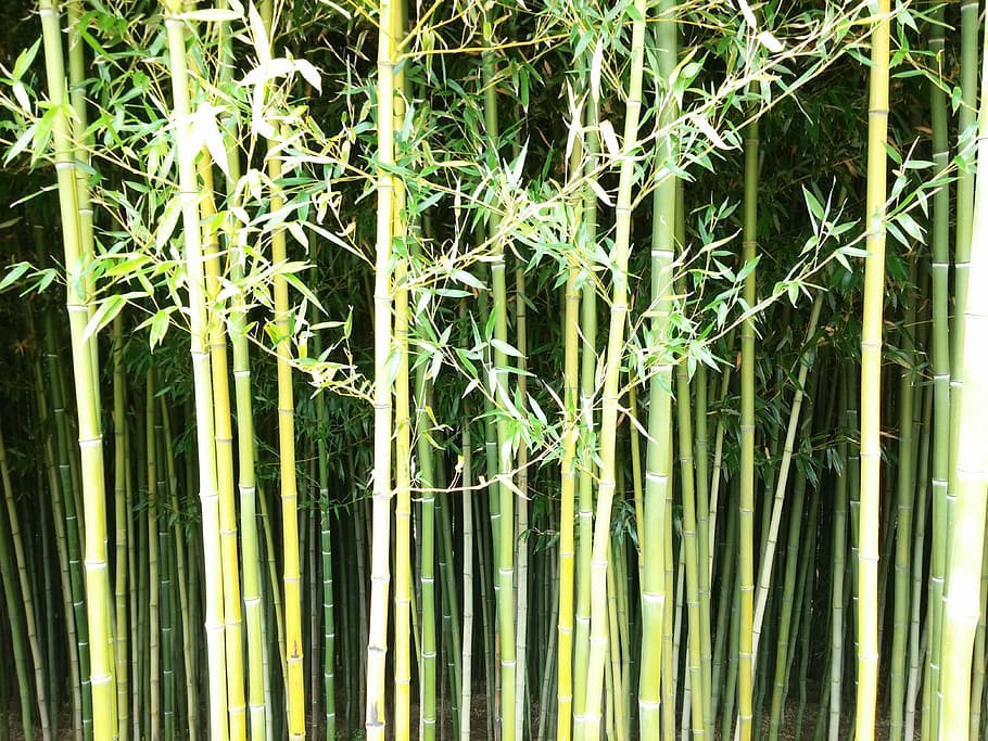 bamboo, wall, green, nature, plant, pattern, oriental, natural HD wallpaper