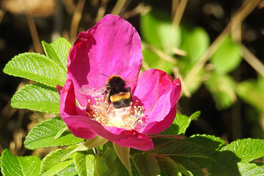 rose, potato rose, hummel, insect, blossom, bloom, red blossom HD wallpaper