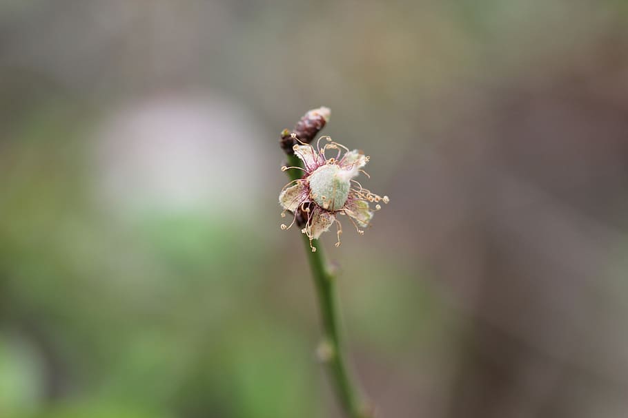 Flower, Background, Macro, Plant, green, insect, nature, animals in the wild HD wallpaper