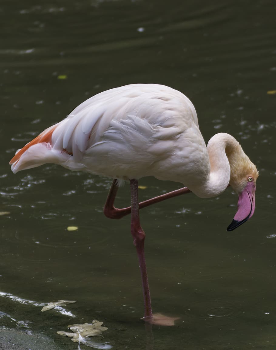 flamingo, bird, pink, bill, zoo, feather, water bird, animal themes HD wallpaper