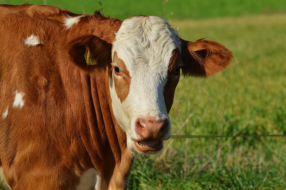 cow, animal, beef, cute, ruminant, meadow, eat, animal world HD wallpaper