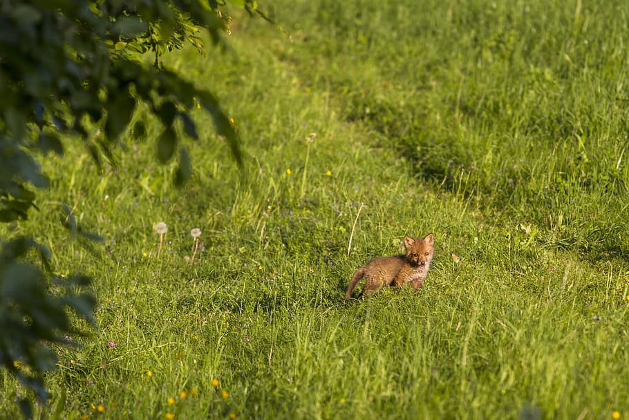 fuchs, young fox, curious, fox puppy, animal, animal themes HD wallpaper