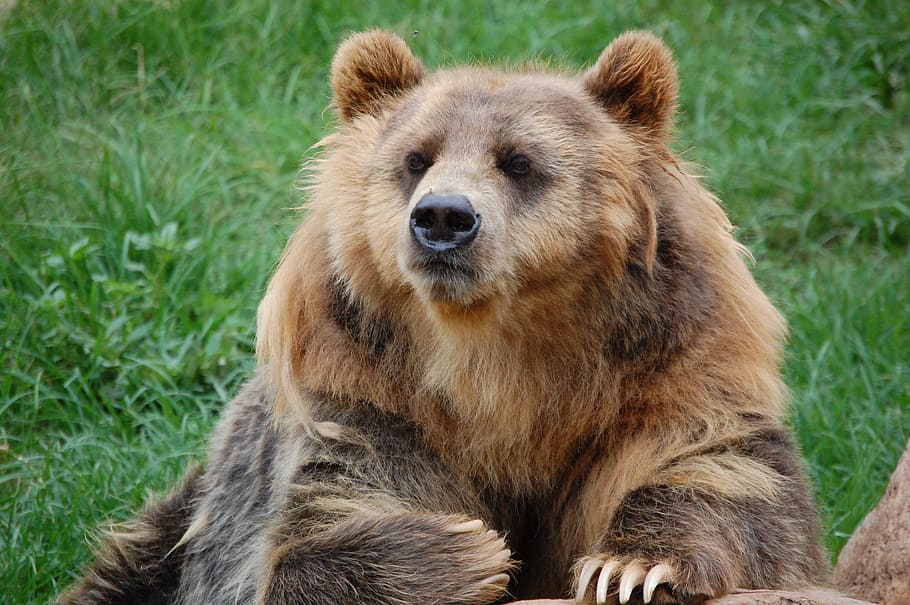 brown bear on green grass field, zoo, fur, wildlife, animal HD wallpaper