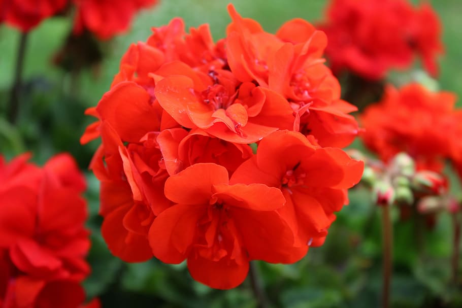 Balcony, Blossom, Bloom, red, flower, plant, nature, growth HD wallpaper