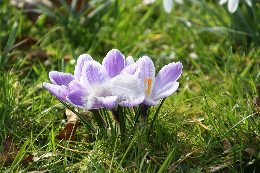 spring, purple, flower, crocus, lilac, seasons, early bloomer HD wallpaper