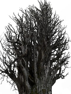 Dry Tree, Tree, Trunk, Cypress, Symbol, metaphor, psychology HD wallpaper