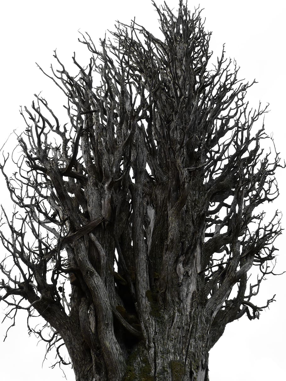 Dry Tree, Tree, Trunk, Cypress, Symbol, metaphor, psychology HD wallpaper