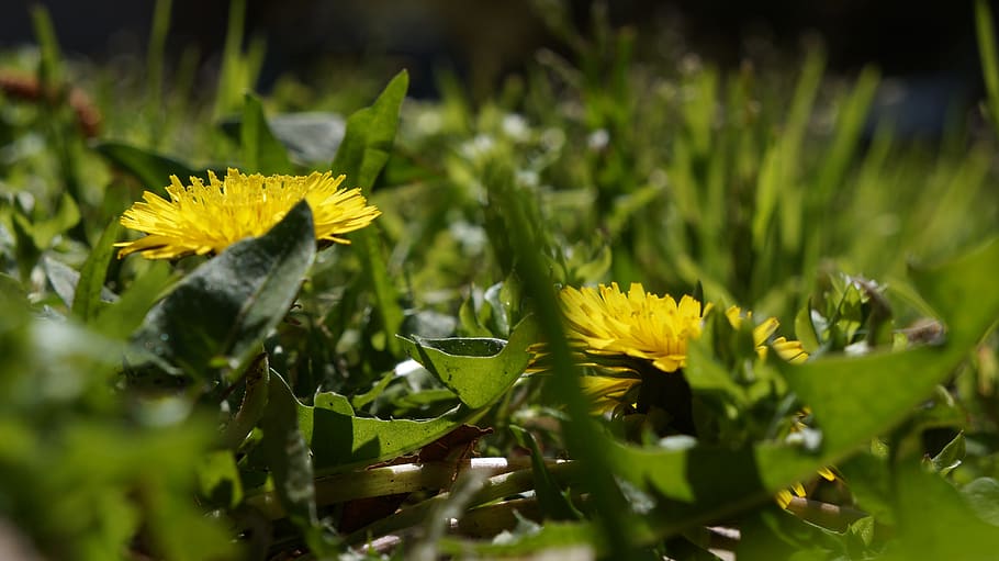 nature, flora, flower, leaf, summer, dandelion, yellow, green HD wallpaper
