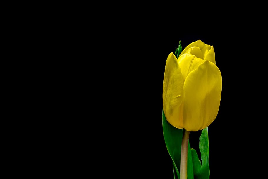 yellow tulip flower, yellow tulip flower in selective focus photography