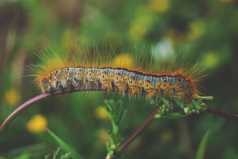 macro photography of blue and yellow worm, shallow focus photography of brown caterpillar on plant HD wallpaper