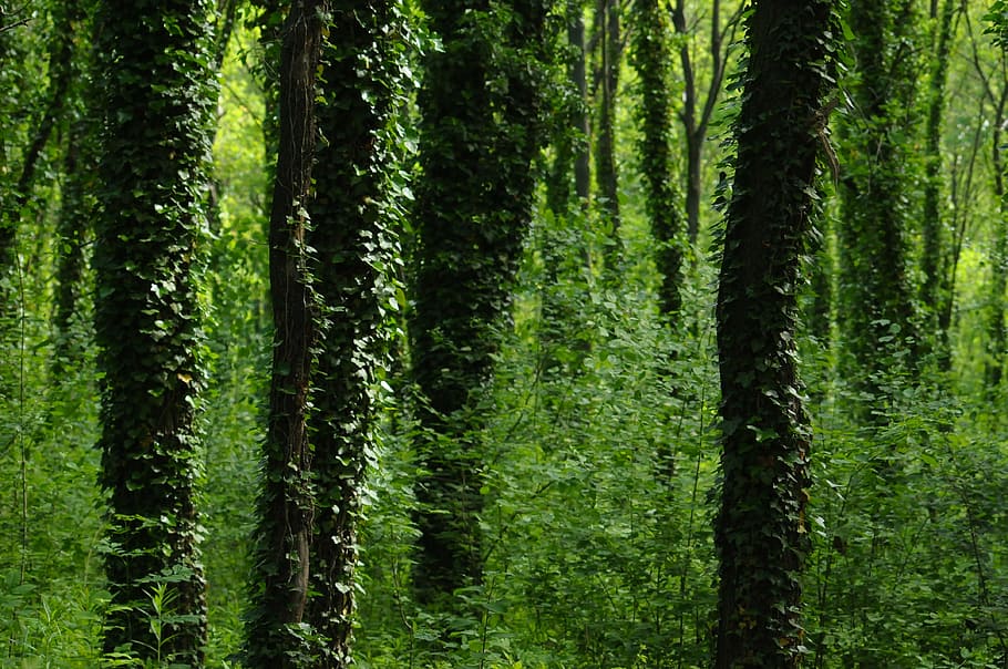 amber, wood, forest, leaves, green, nature, green leaves, trees HD wallpaper