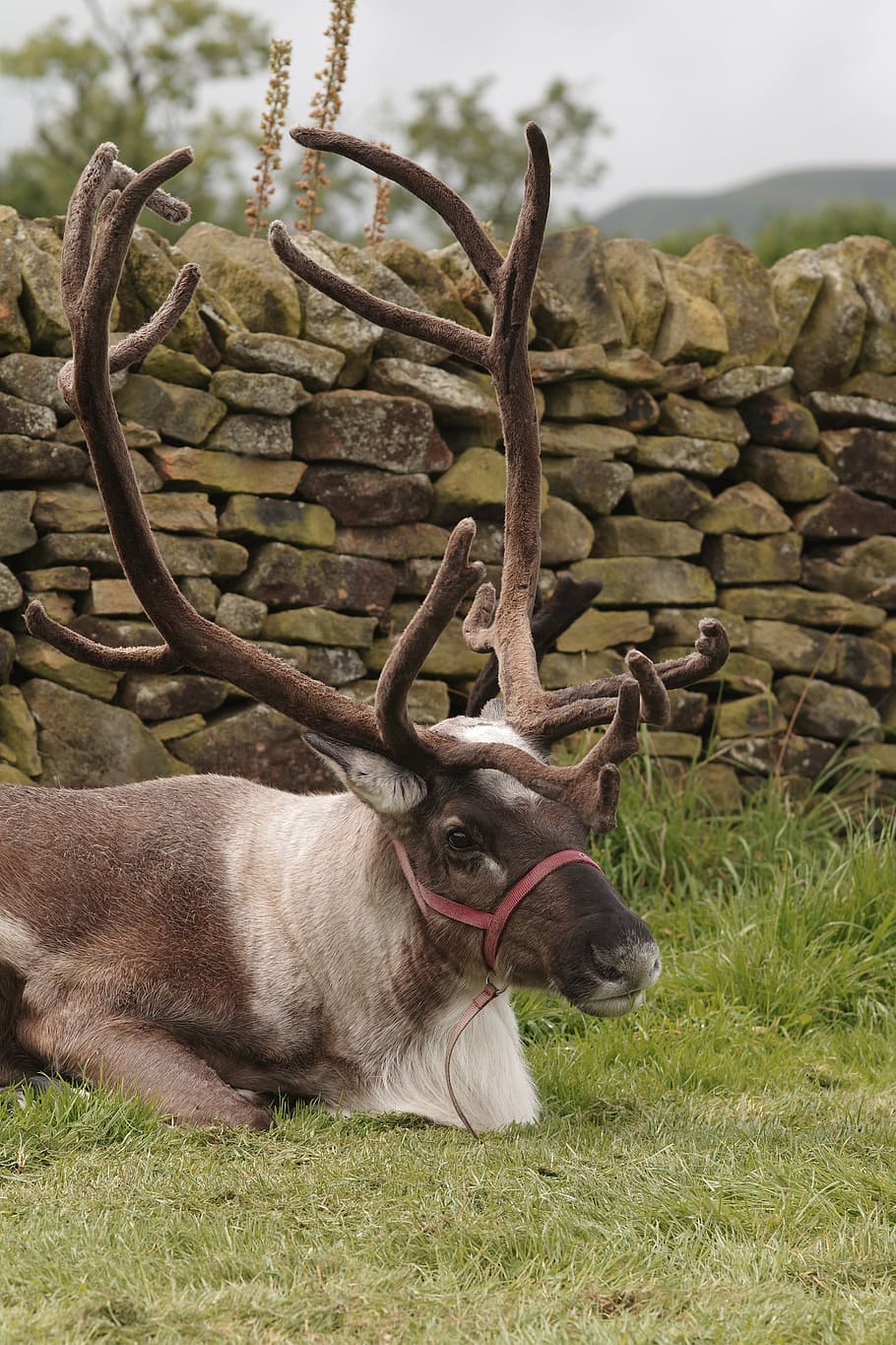 reindeer, antlers, herd, nature, wildlife, stag, animal themes HD wallpaper