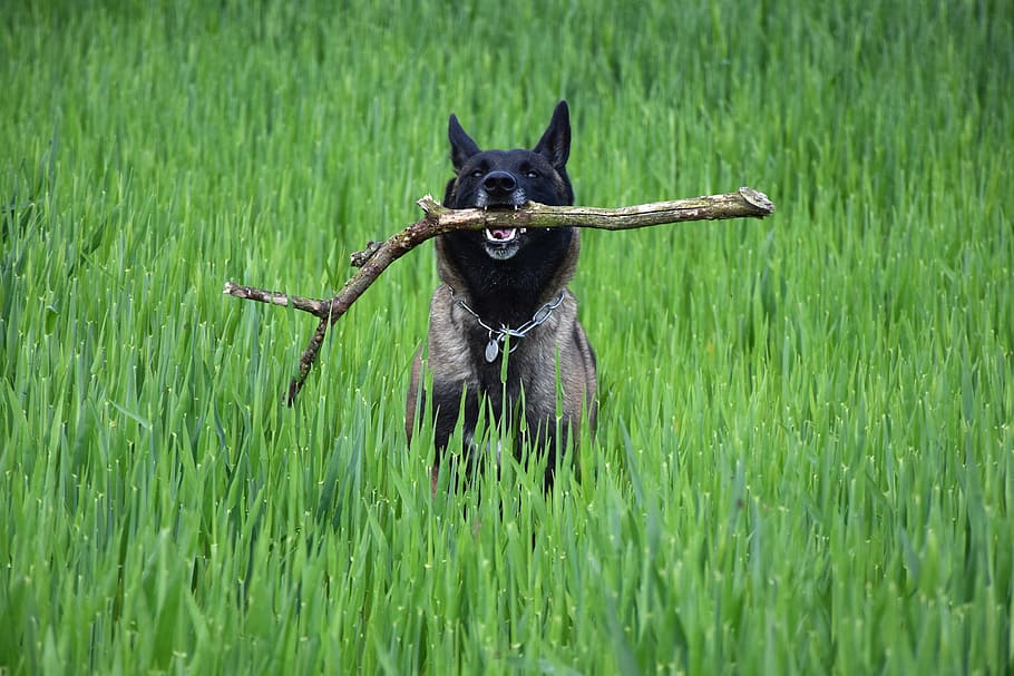 black and brown Belgian malinois biting wood branch on grass field at daytime HD wallpaper