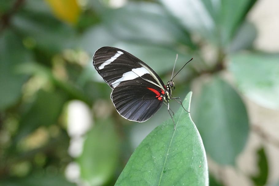 Insect, Fly, Butterfly, Black White, Red, black white red, macro HD wallpaper