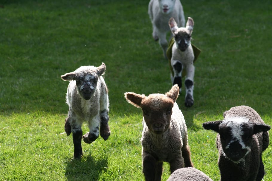 Lamb, Run, Farm, Nature, Sheep, Rural, green, cute, animal HD wallpaper